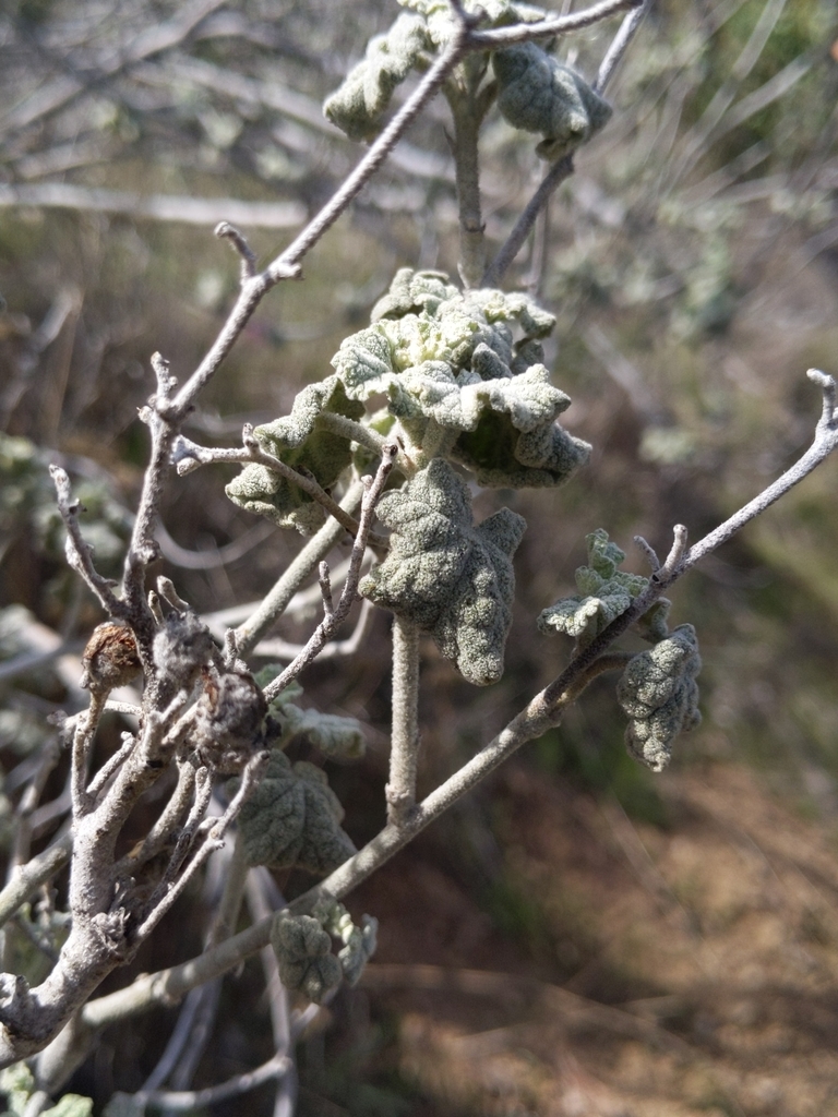Malacothamnus fremontii — parent species of Malacothamnus fremontii var. exfibulosus