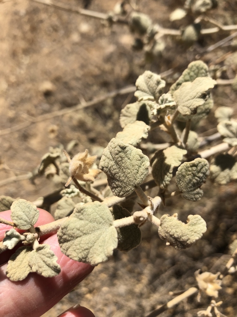 Malacothamnus jonesii (Jones's bush mallow), native California shrub