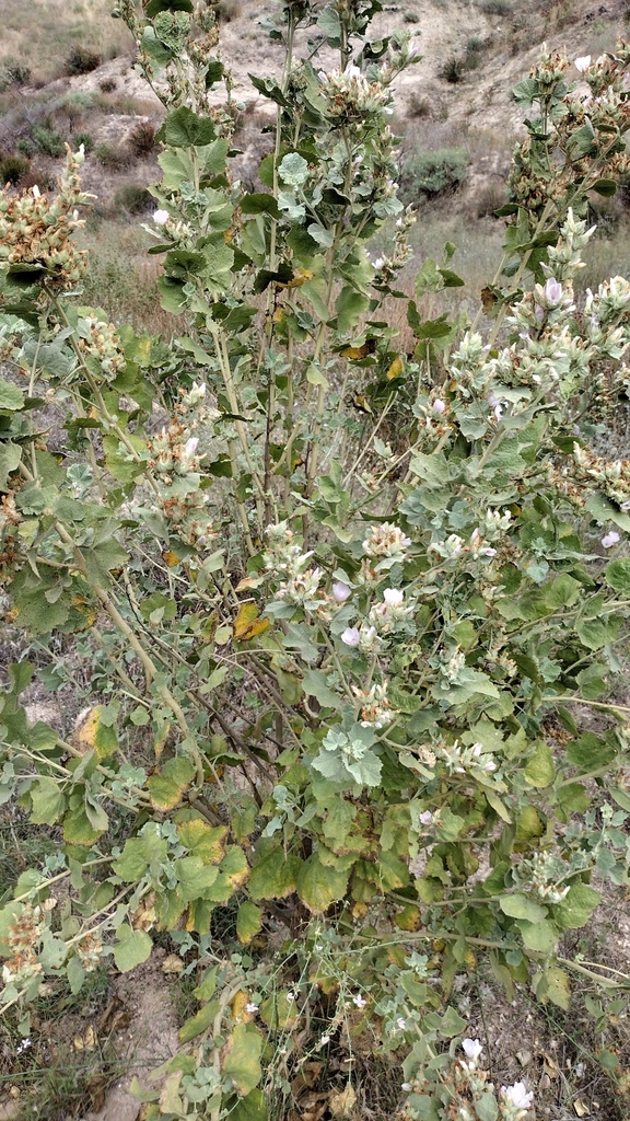 Malacothamnus marrubioides (Santa clarita bushmallow), native California shrub