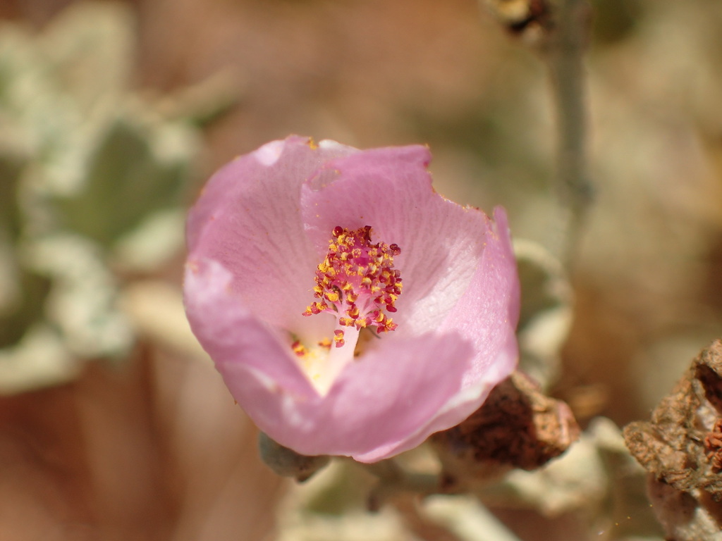 Malacothamnus nuttallii (Ojai bushmallow), native California shrub
