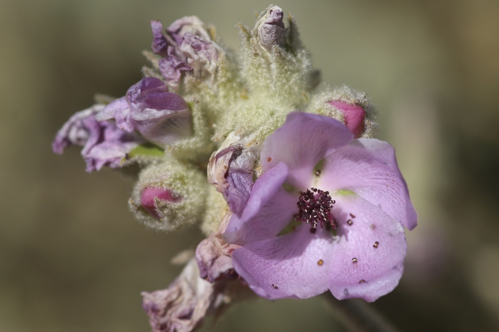 Malacothamnus orbiculatus (Tehachapi bushmallow), native California shrub