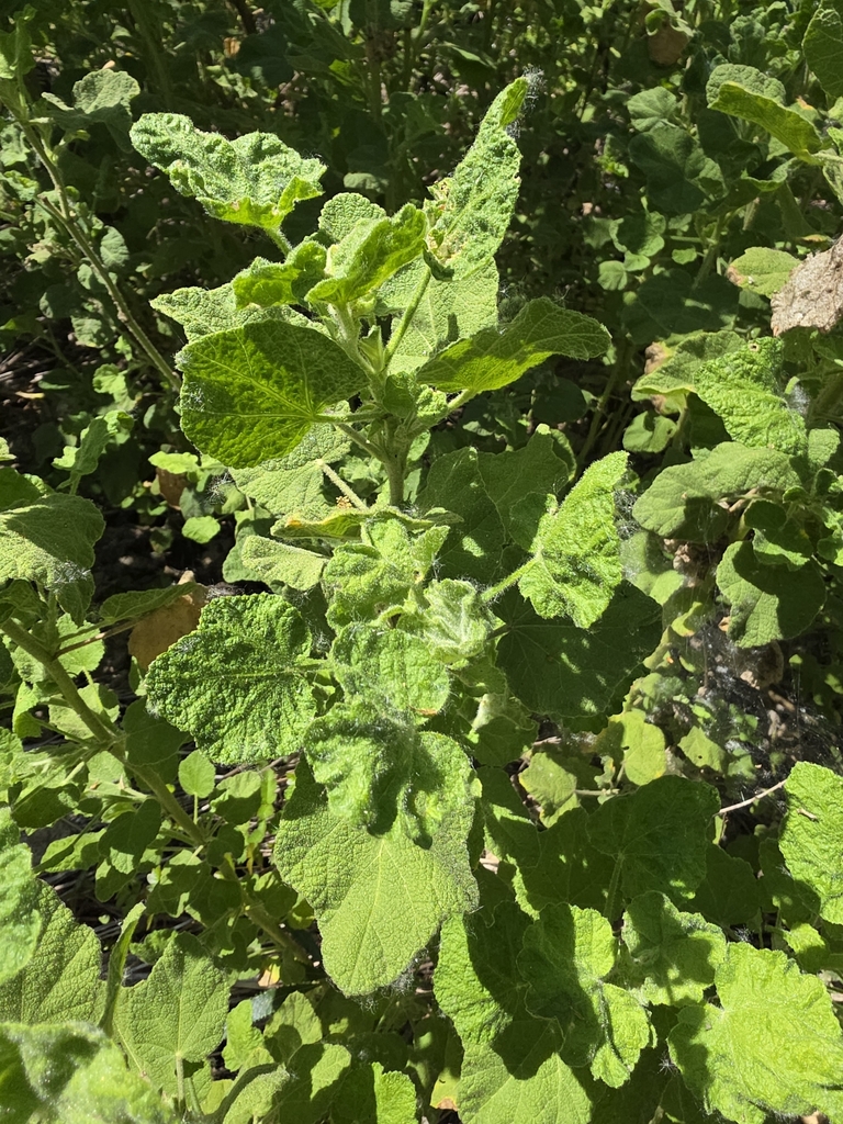 Malacothamnus lucianus (Santa lucia bushmallow), native California shrub
