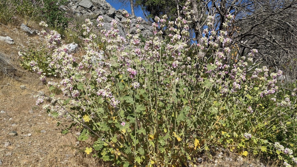 Malacothamnus parishii (Parish's Bushmallow), California species