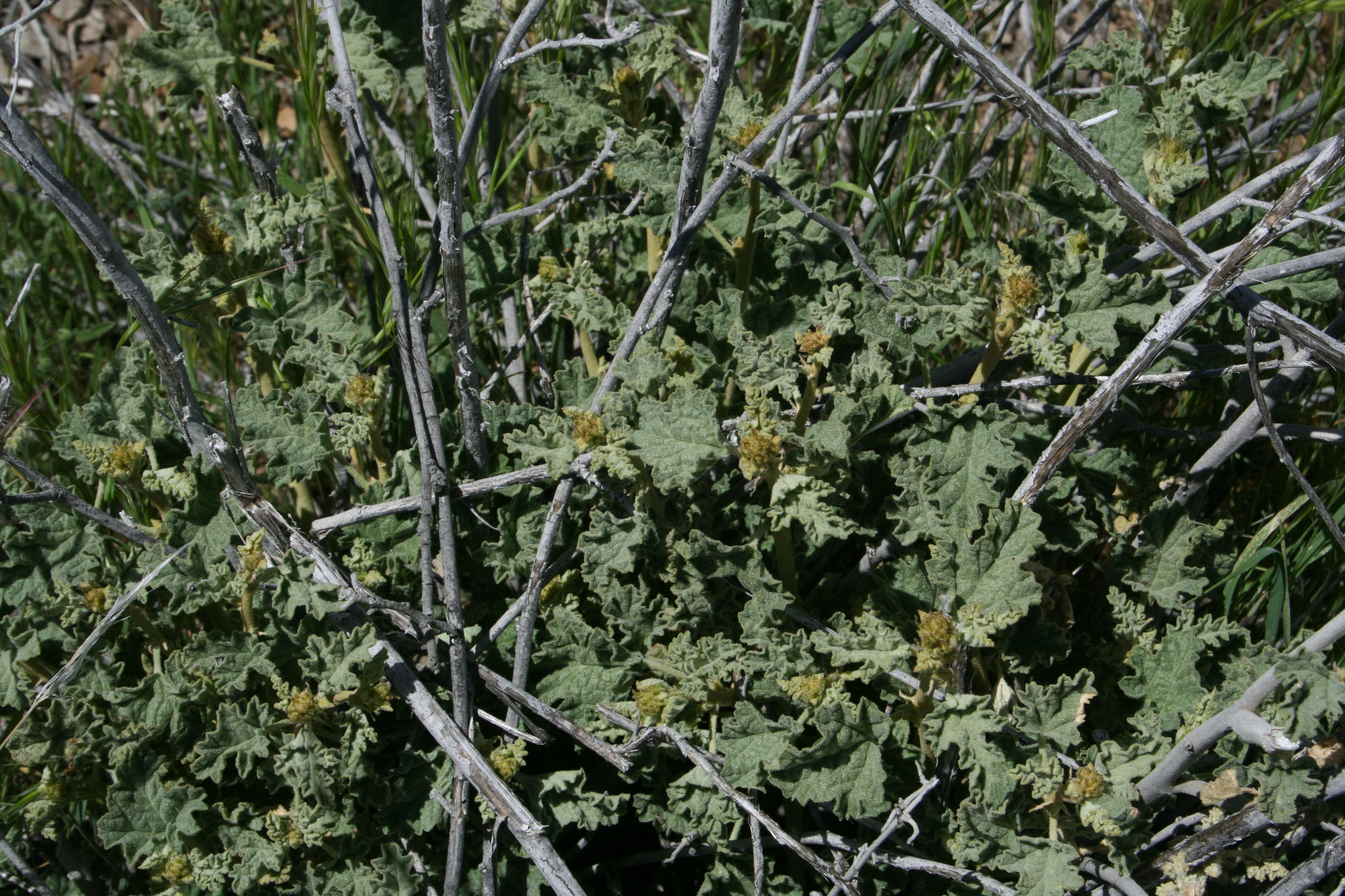 Malacothamnus sp. (Bushmallow), native California shrub