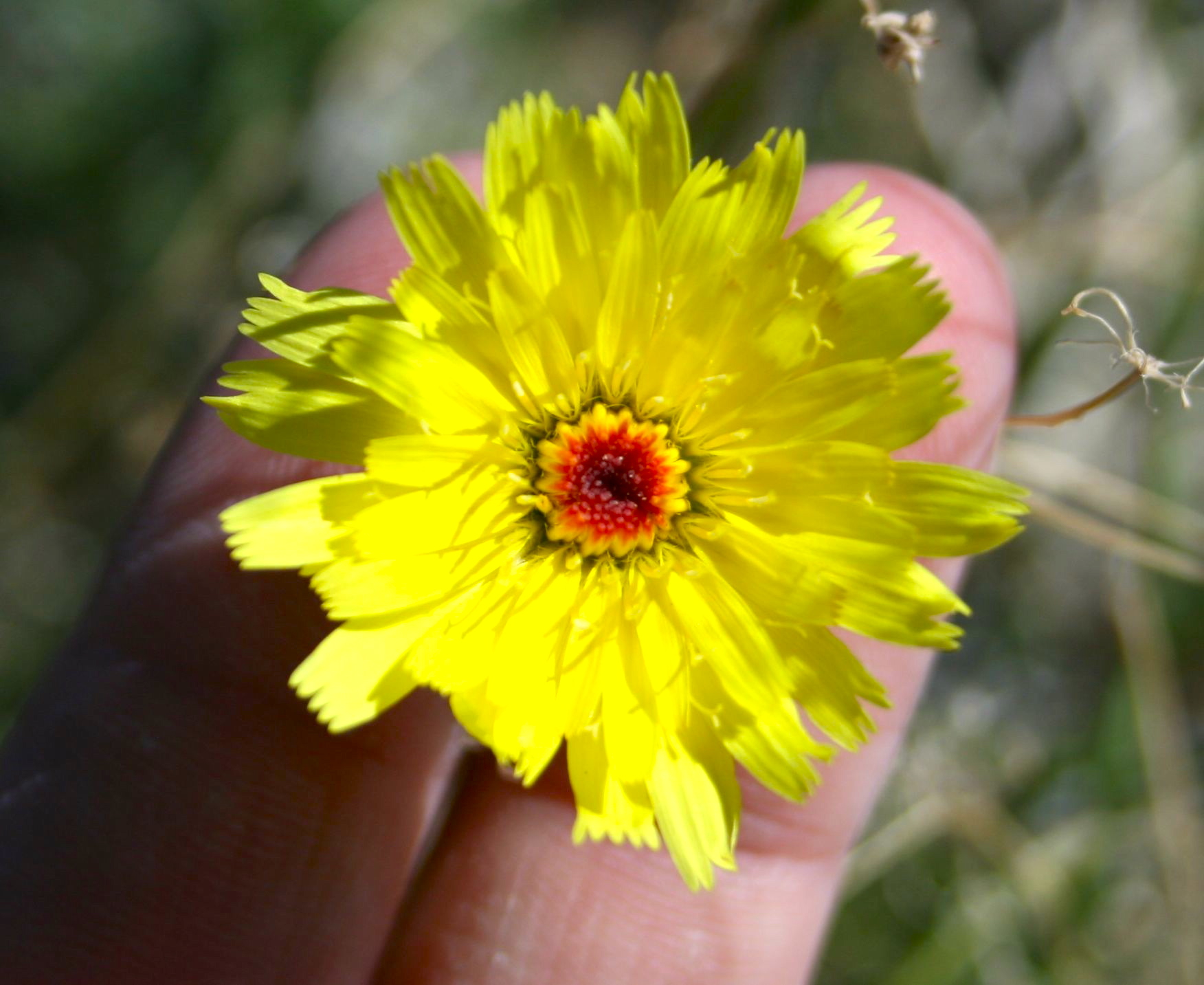 Malacothrix californica (California dandelion), native California herb