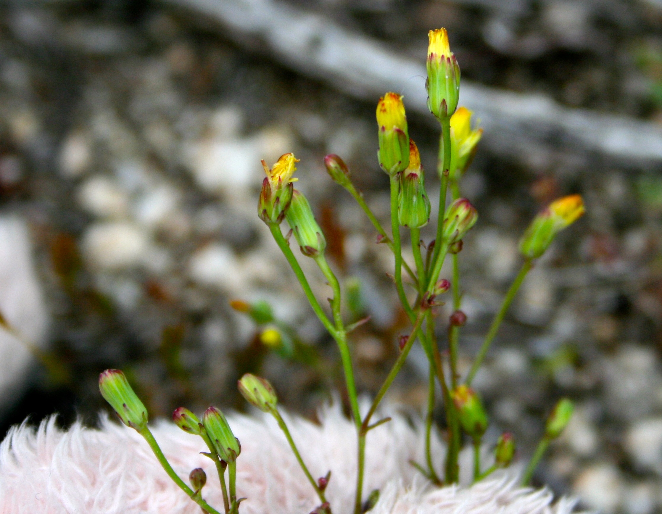 Malacothrix clevelandii (Cleveland's dandelion), native California herb