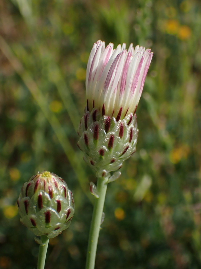 Malacothrix coulteri (Snake's-head), native California herb