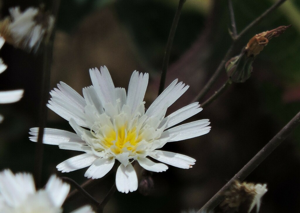 Malacothrix floccifera (Woolly dandelion), native California herb