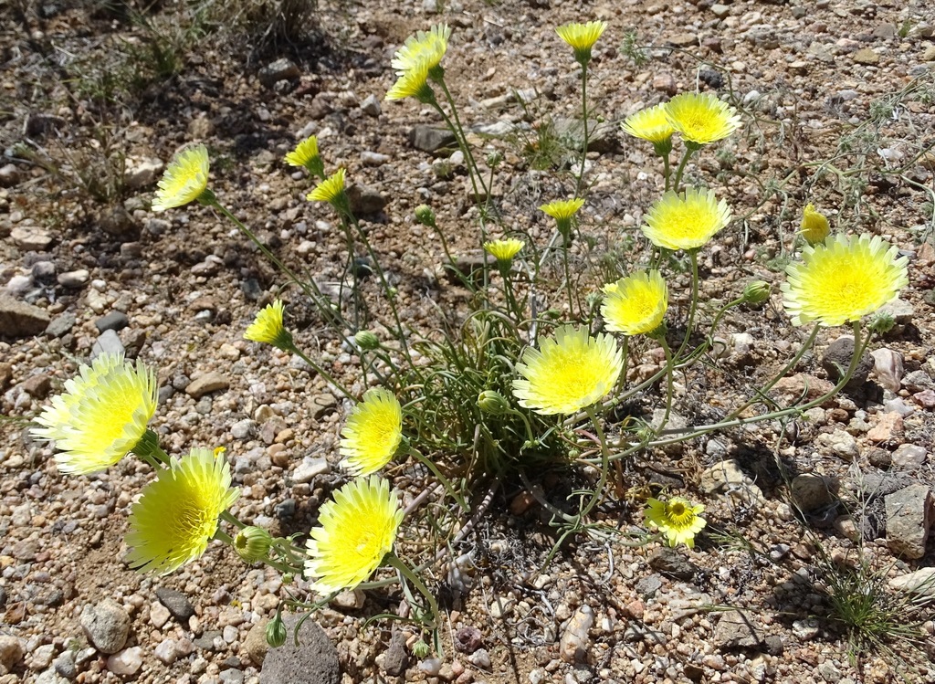 Malacothrix glabrata (Desert dandelion), native California herb