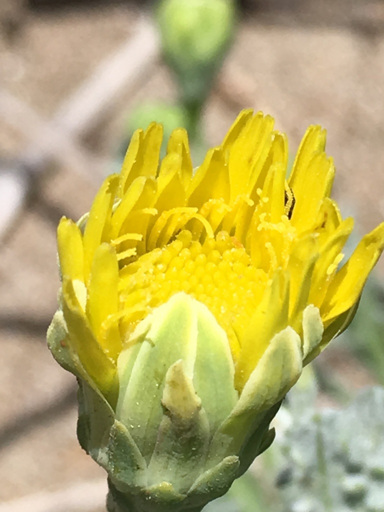 Malacothrix incana (Dunedelion), native California subshrub