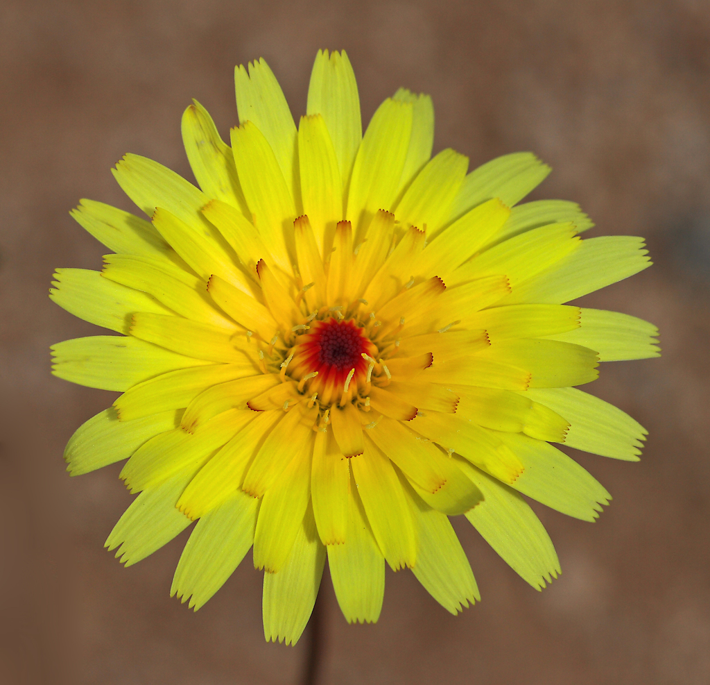 Malacothrix junakii (Junak's malacothrix), native California herb