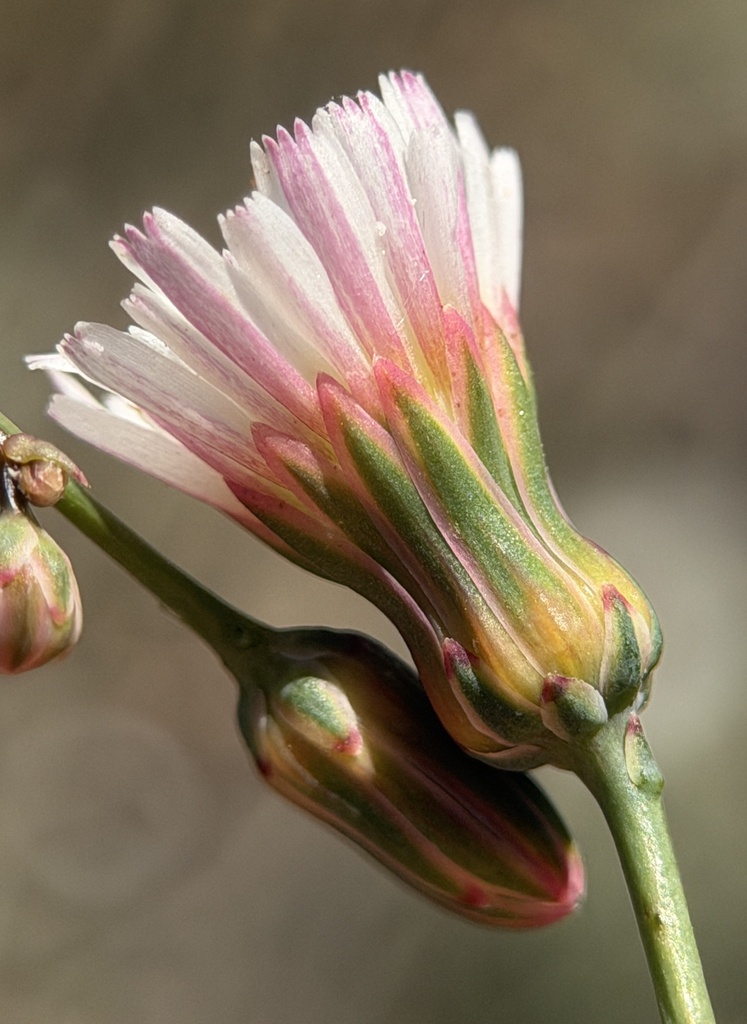 Malacothrix phaeocarpa (Dusky-fruited malacothrix), native California herb