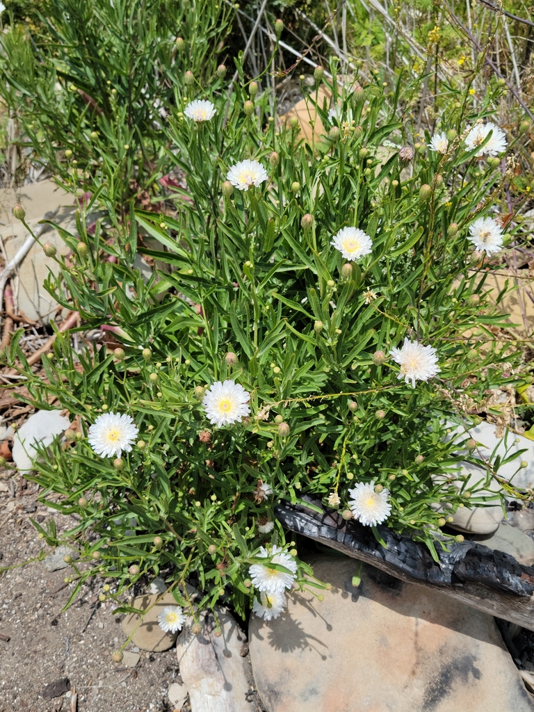 Malacothrix saxatilis var. arachnoidea (Carmel valley malacothrix), native California shrub