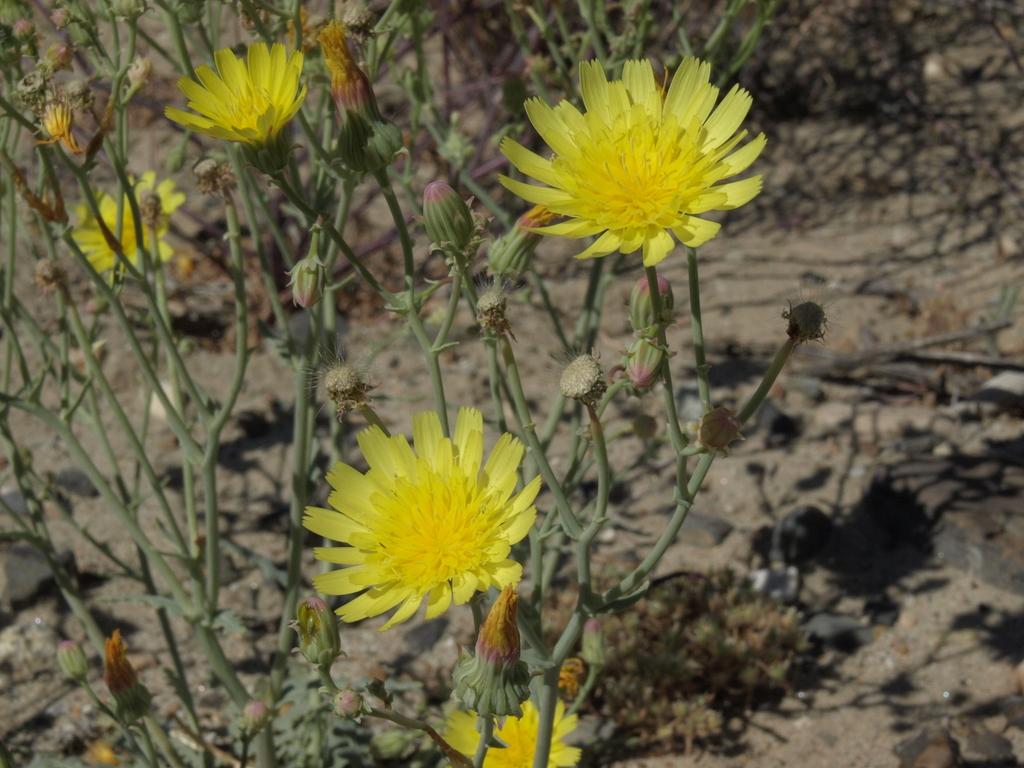 Malacothrix sonchoides (Sow thistle malacothrix), native California herb