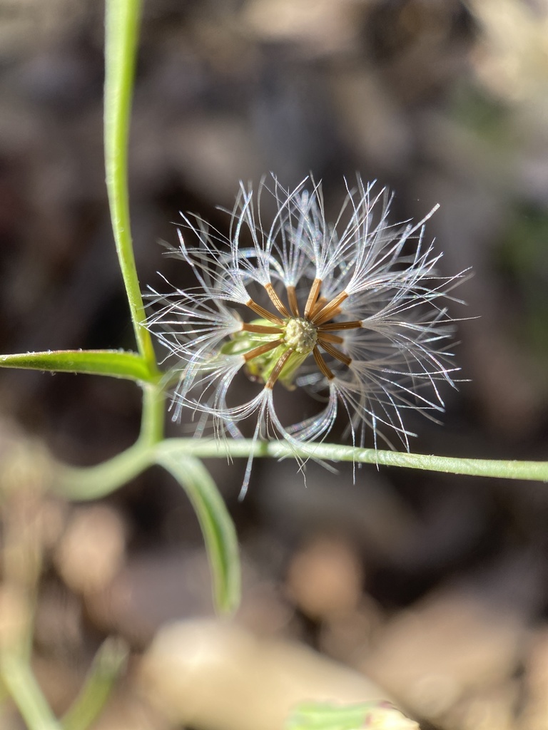 Malacothrix stebbinsii (Stebbins' dandelion), native California herb
