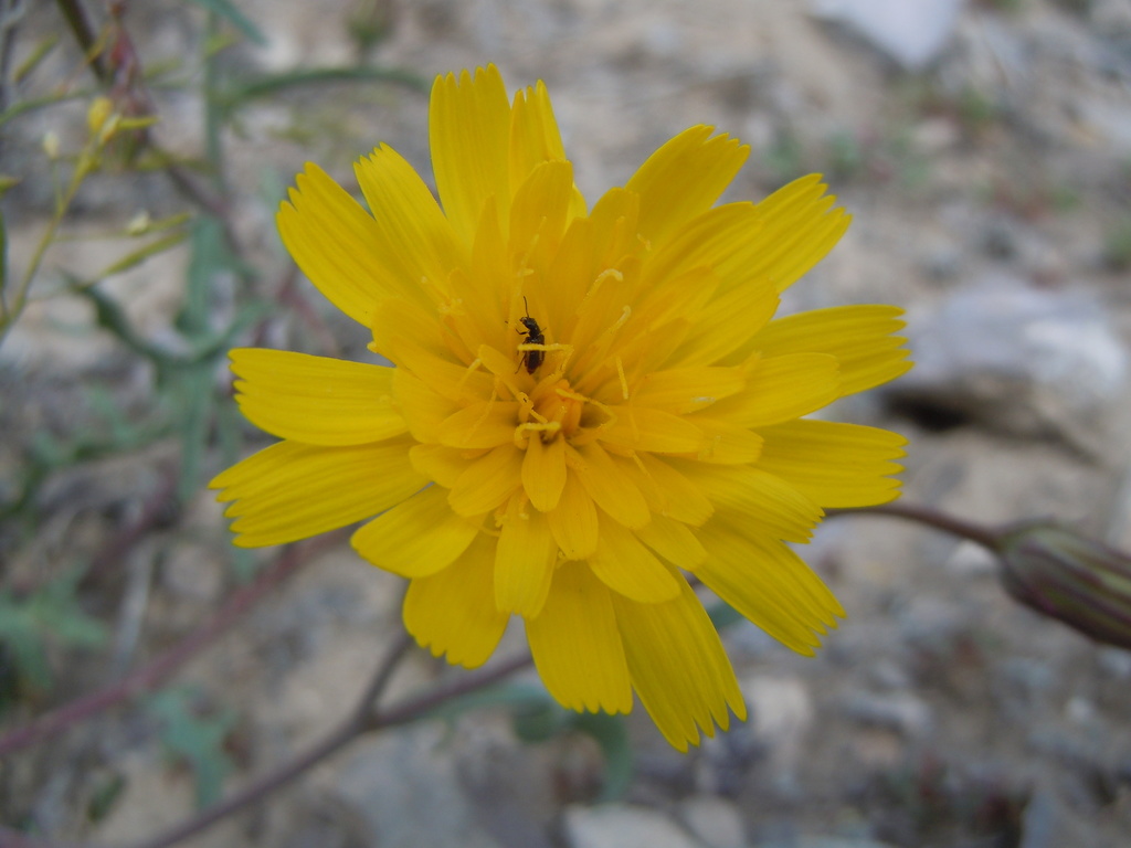 Malacothrix torreyi (Torrey's desertdandelion), native California herb
