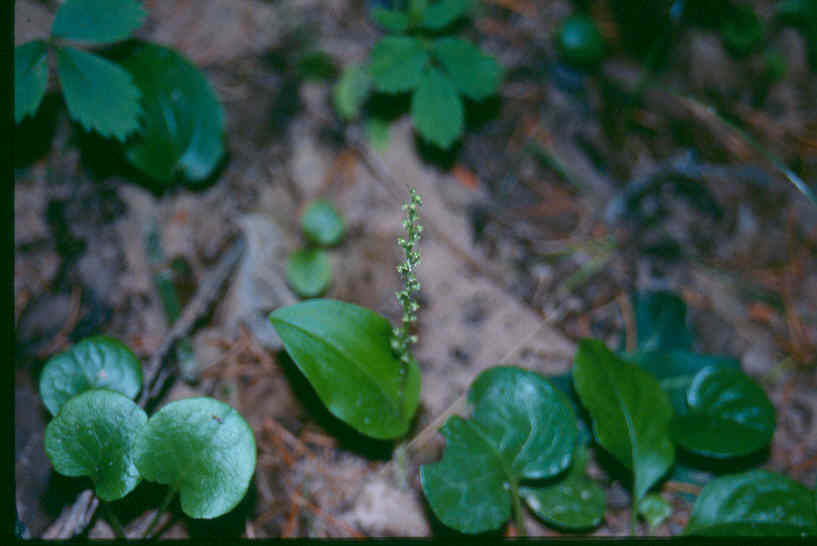 Malaxis monophyllos var. brachypoda (White bog adder's-mouth), native California perennial