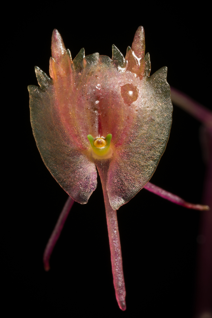 Malaxis sp., native California perennial