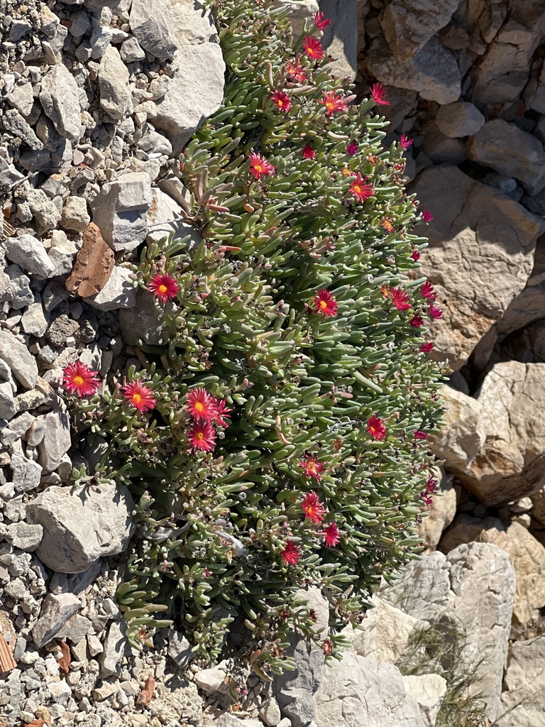 Malephora crocea (Coppery mesembryanthemum), non-native California shrub