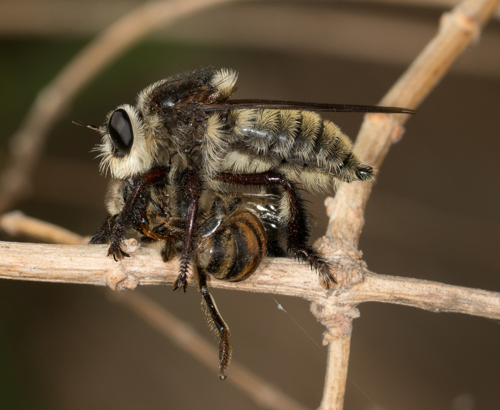 Mallophora fautrix, California species