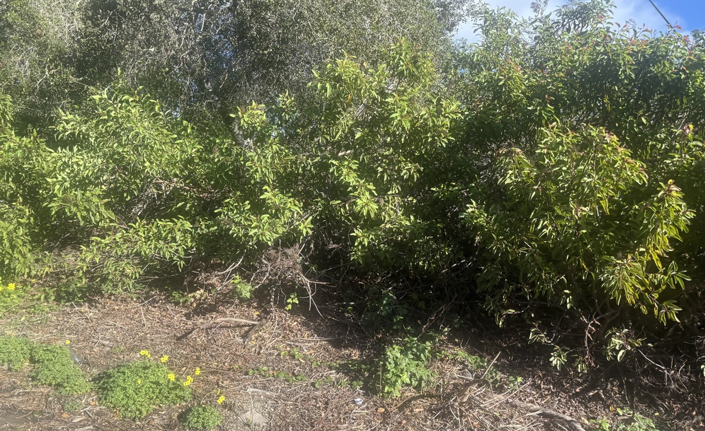 Malosma laurina (Laurel sumac), native California shrub / tree