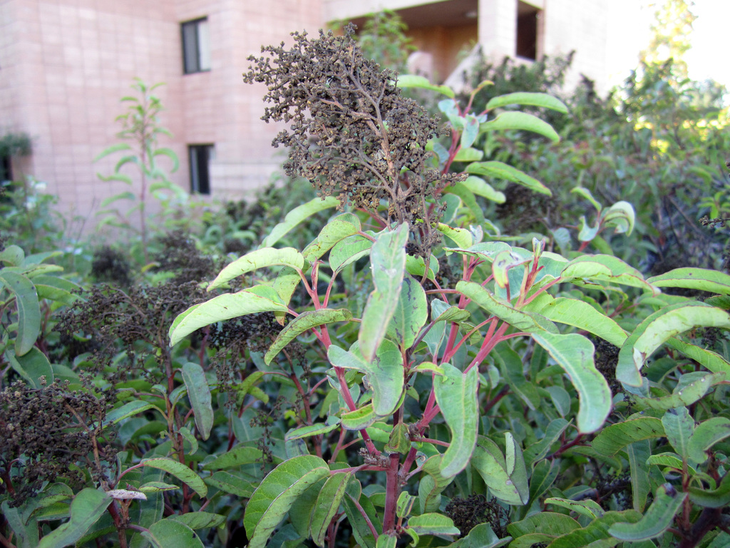 Malosma sp., native California shrub