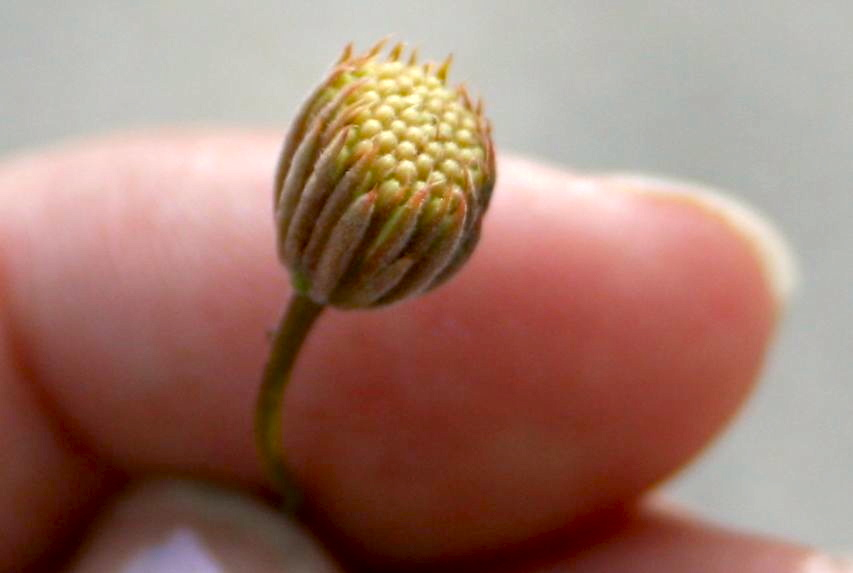 Malperia tenuis (Brown turbans), native California herb