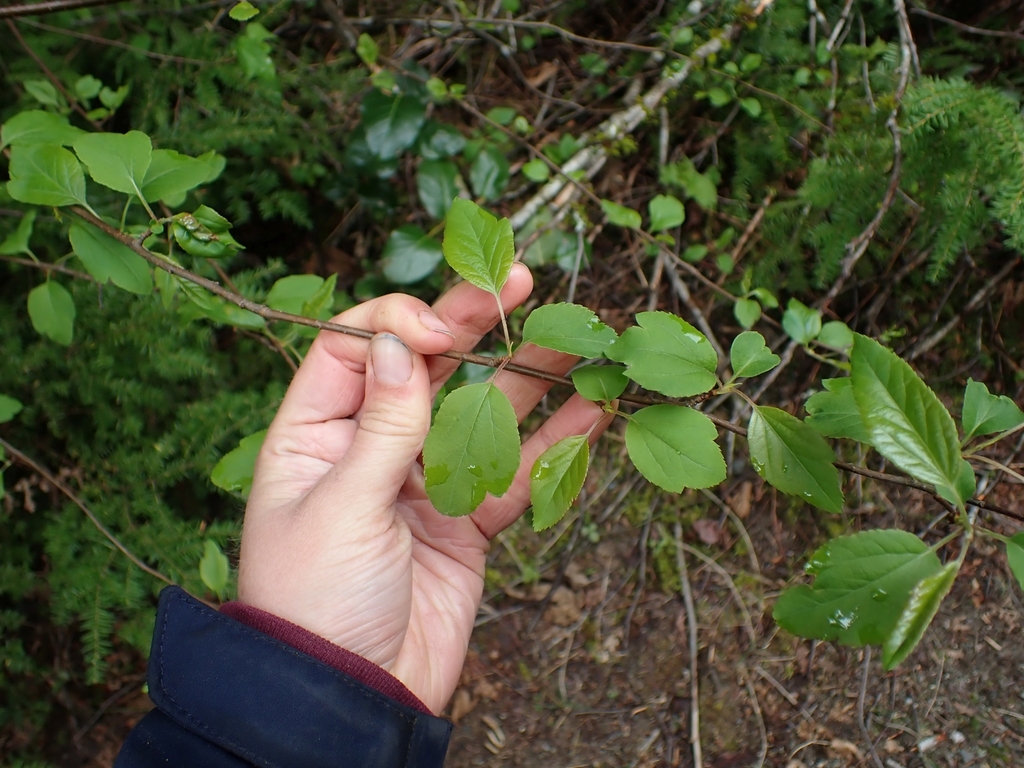 Malus fusca (Oregon crab apple), native California shrub / tree
