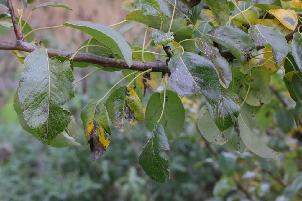 Malus pumila (Apple), non-native California tree