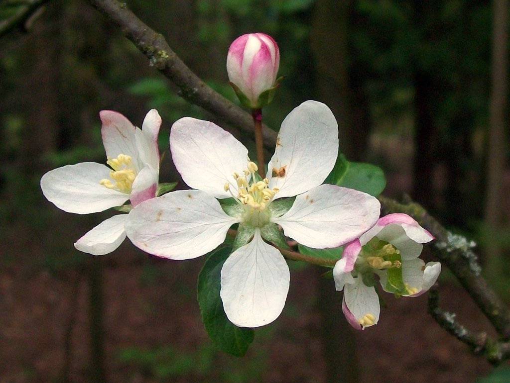 Malus sp., non-native California shrub