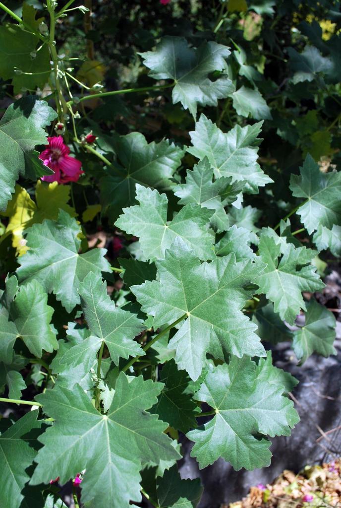 Malva assurgentiflora (Island mallow), native California shrub