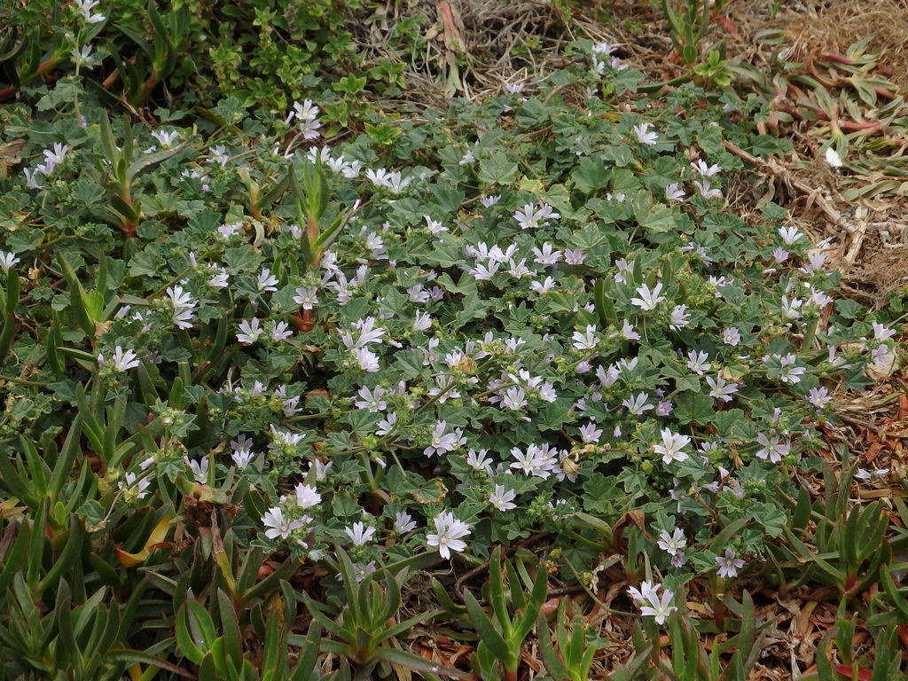 Malva multiflora (Cretan mallow), non-native California herb