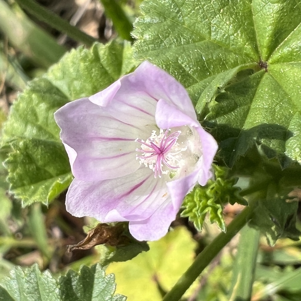 Malva neglecta (Common mallow), non-native California herb