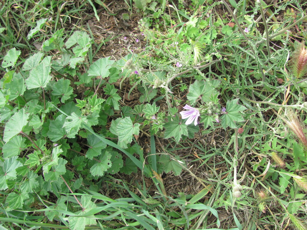 Malva nicaeensis (Bull mallow), non-native California herb