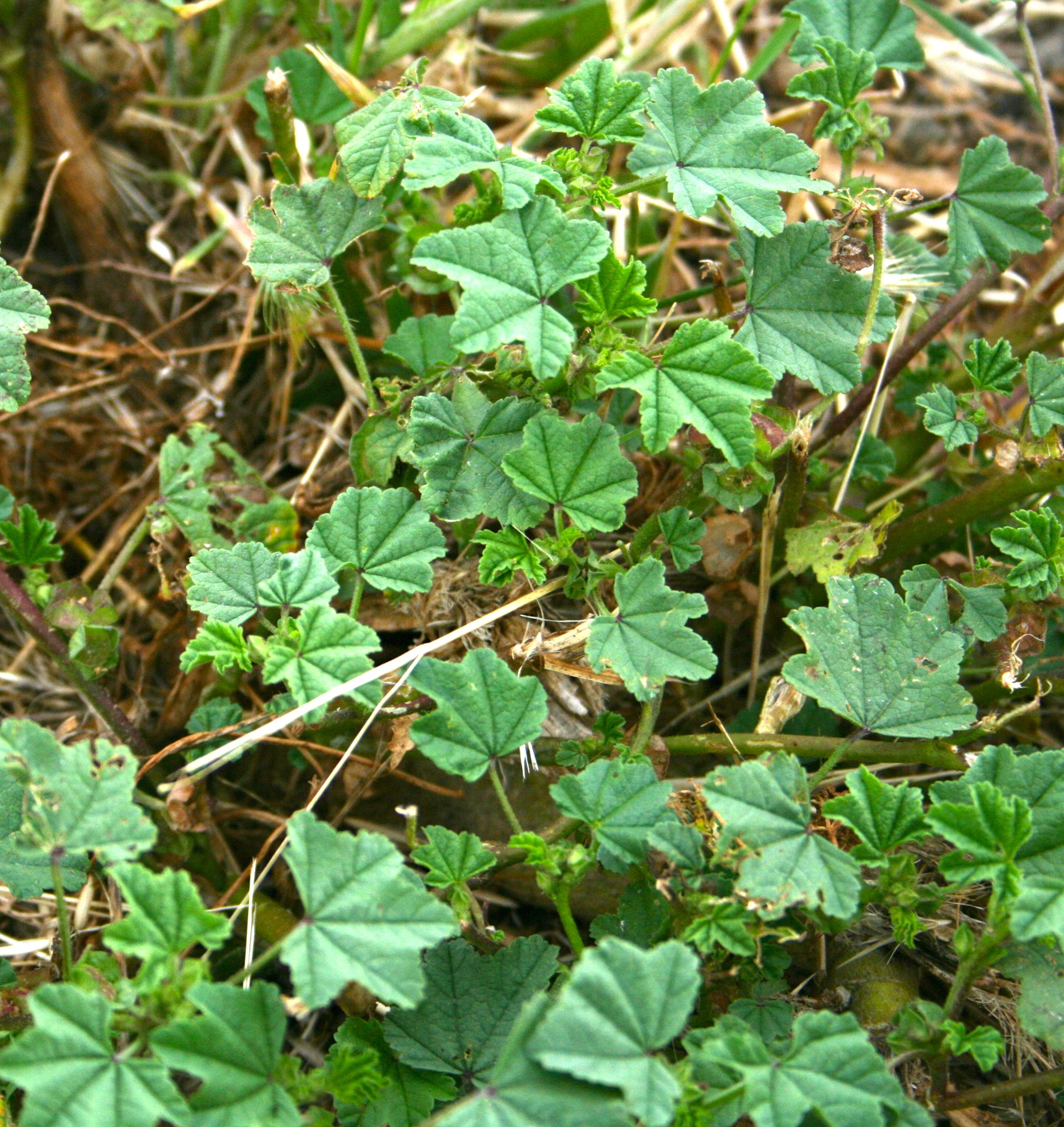 Malva parviflora (Cheeseweed), non-native California herb