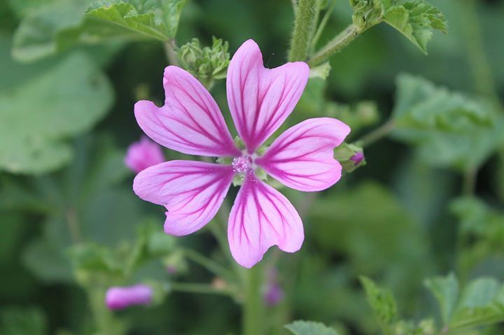 Malva sp. (Mallow), non-native California annual