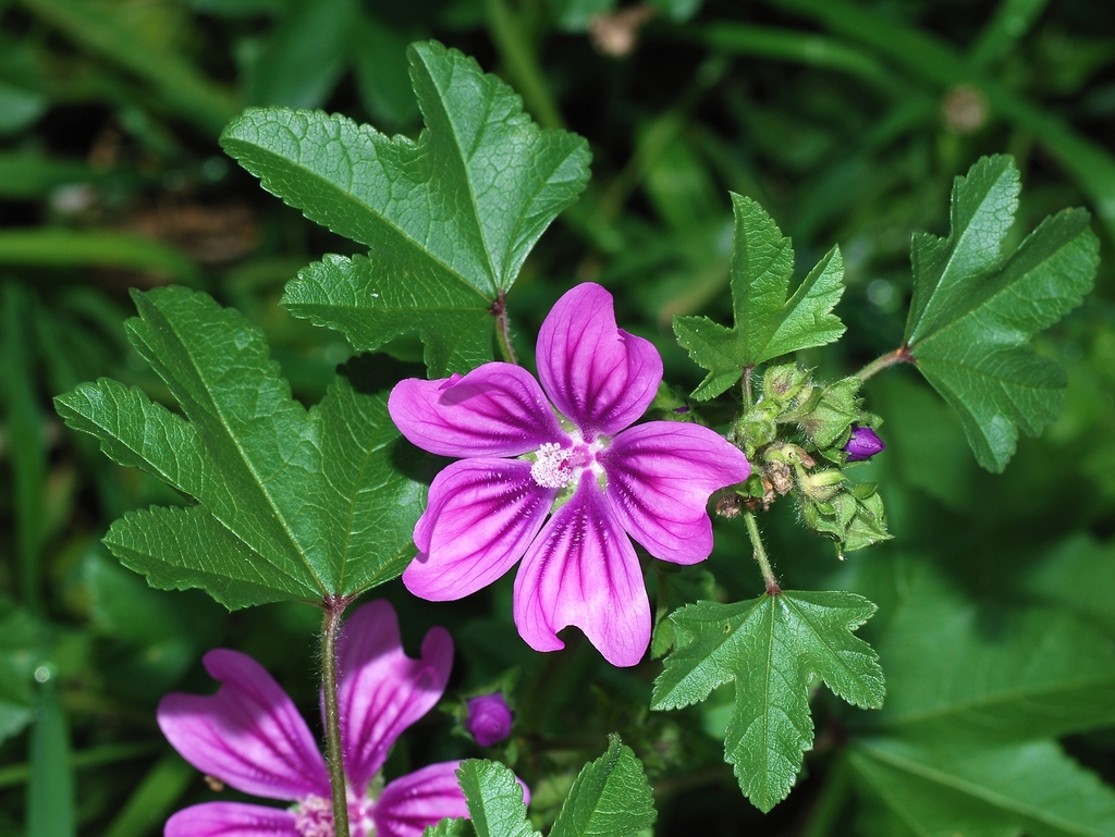 Malva sylvestris (High mallow), non-native California herb