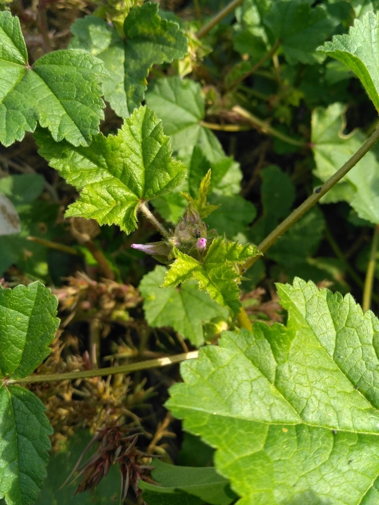 Malva verticillata var. crispa (Crisped mallow), non-native California annual