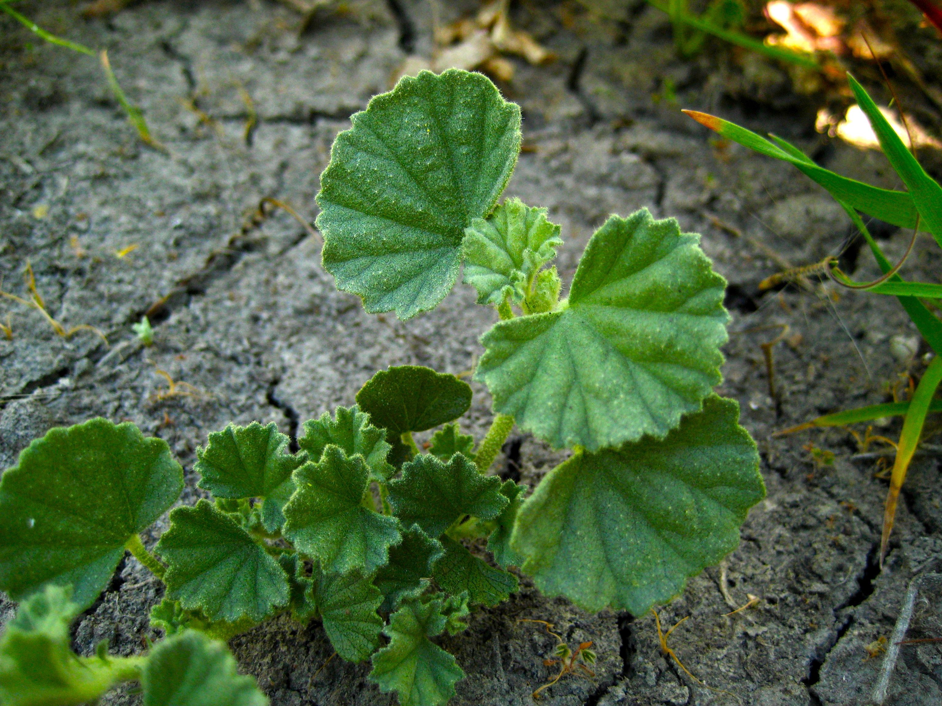 Malvella leprosa (Alkali-mallow), native California herb