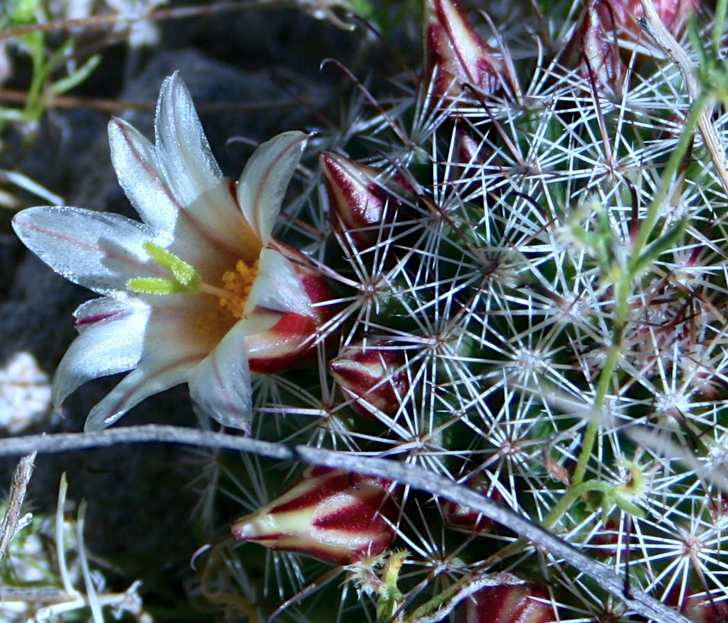 Mammillaria dioica (Fish hook cactus), native California shrub