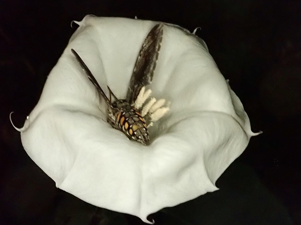 Manduca sexta (Carolina sphinx), California species