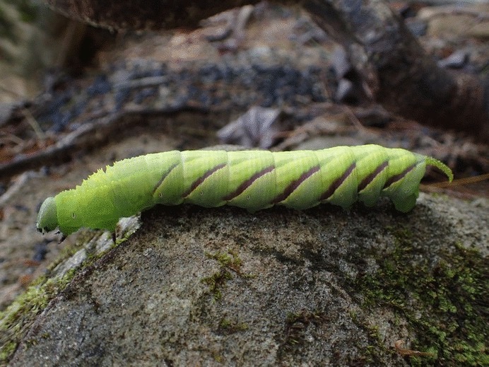 Manduca rustica (Rustic sphinx), California species