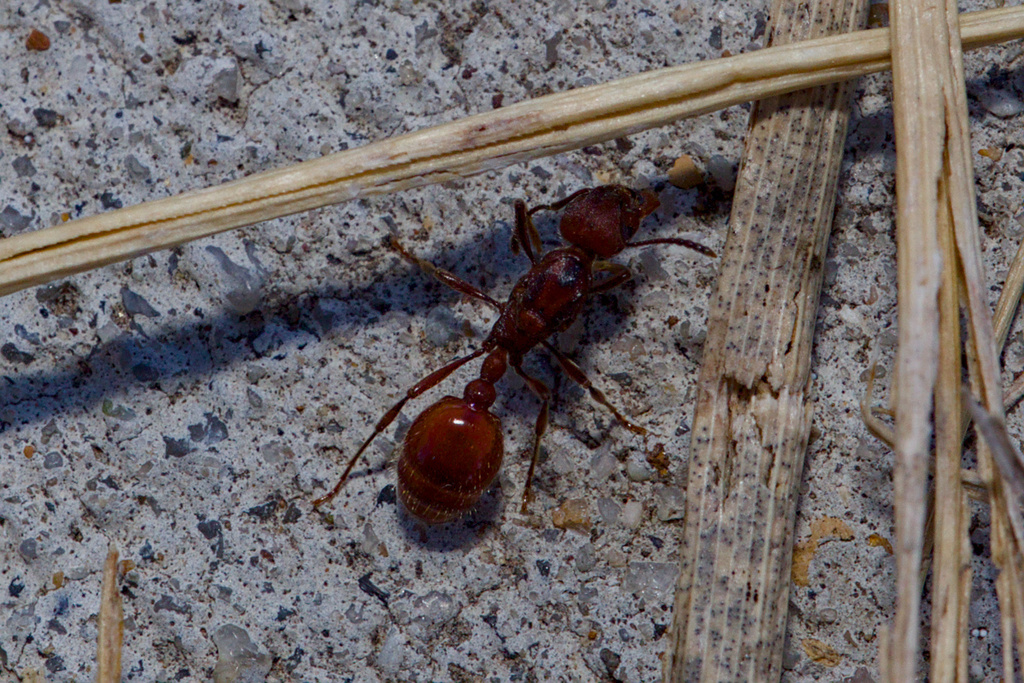 Manica invidia, California species