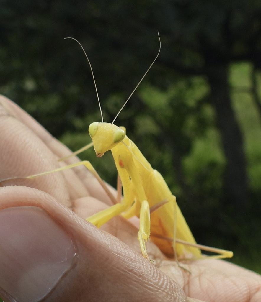 Mantis religiosa (European Mantis), California species