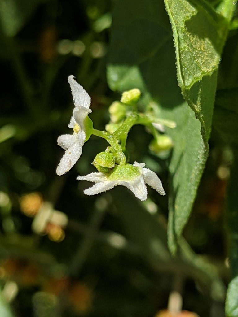Marah fabacea (California man-root), native California vine