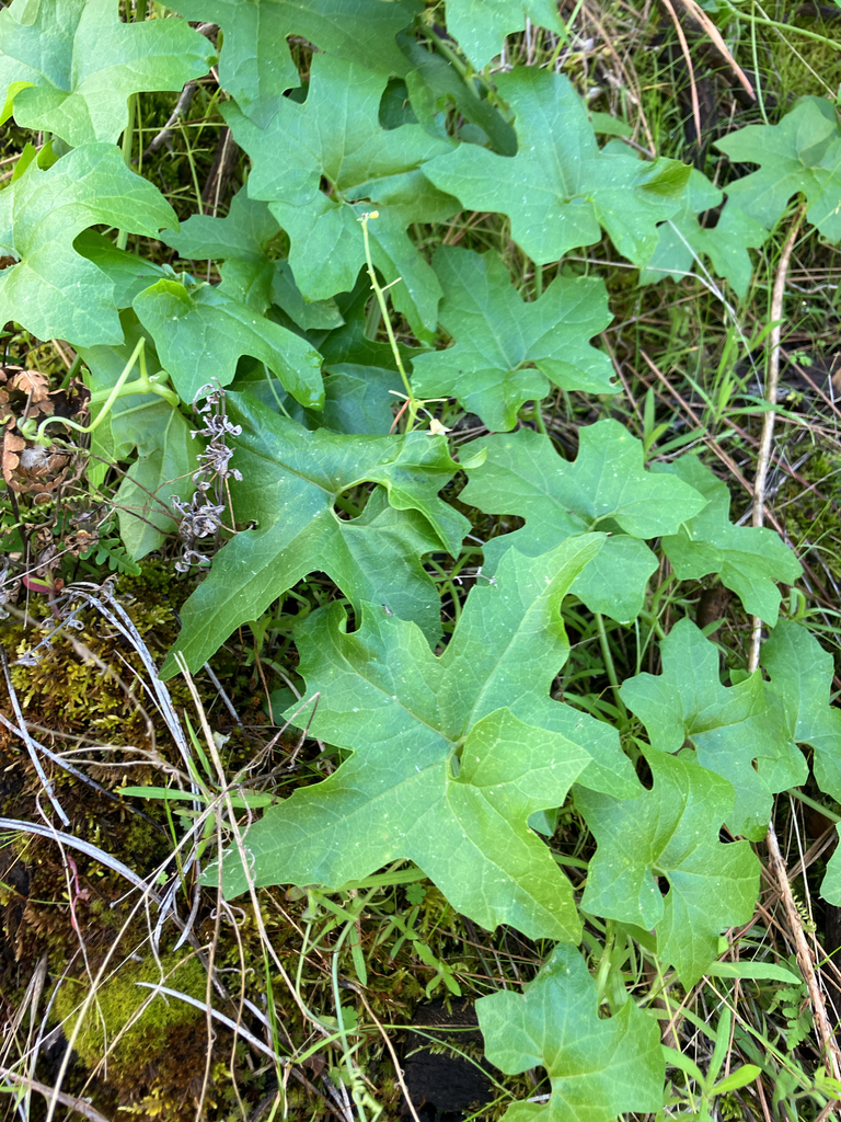 Marah horrida (Sierra man-root), native California vine