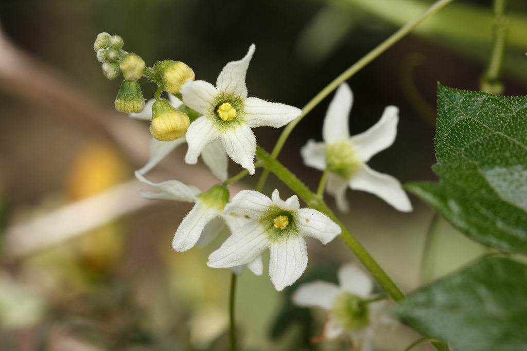 Marah macrocarpa (Chilicothe), native California vine