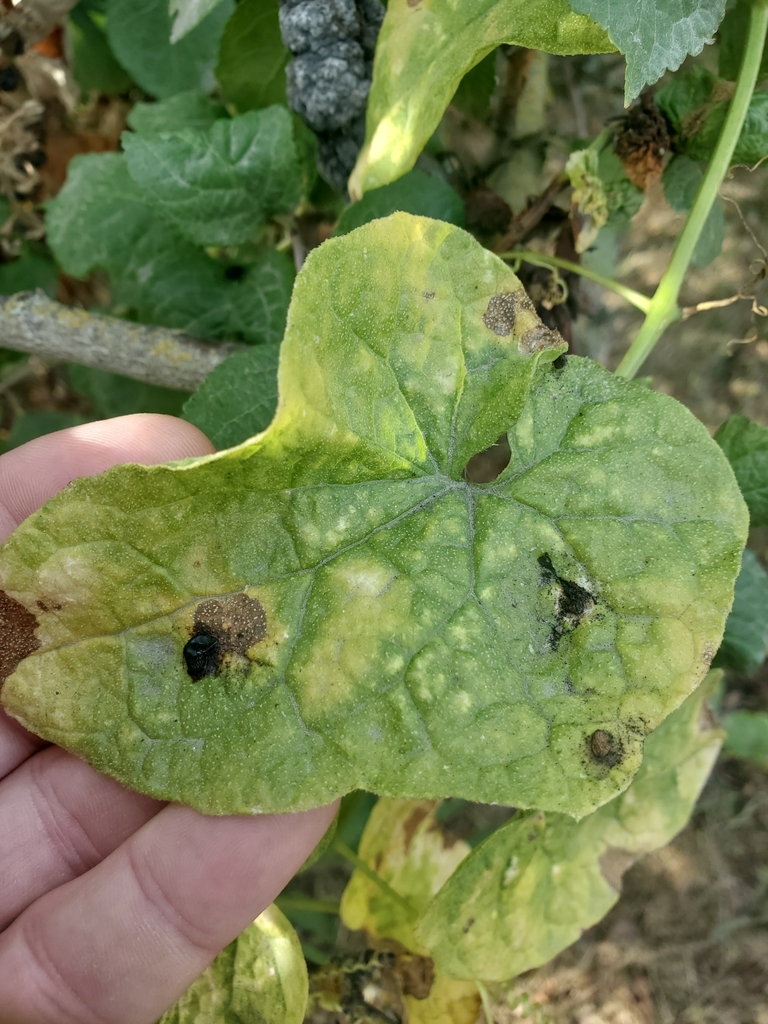 Marah oregana (Coast man-root), native California vine