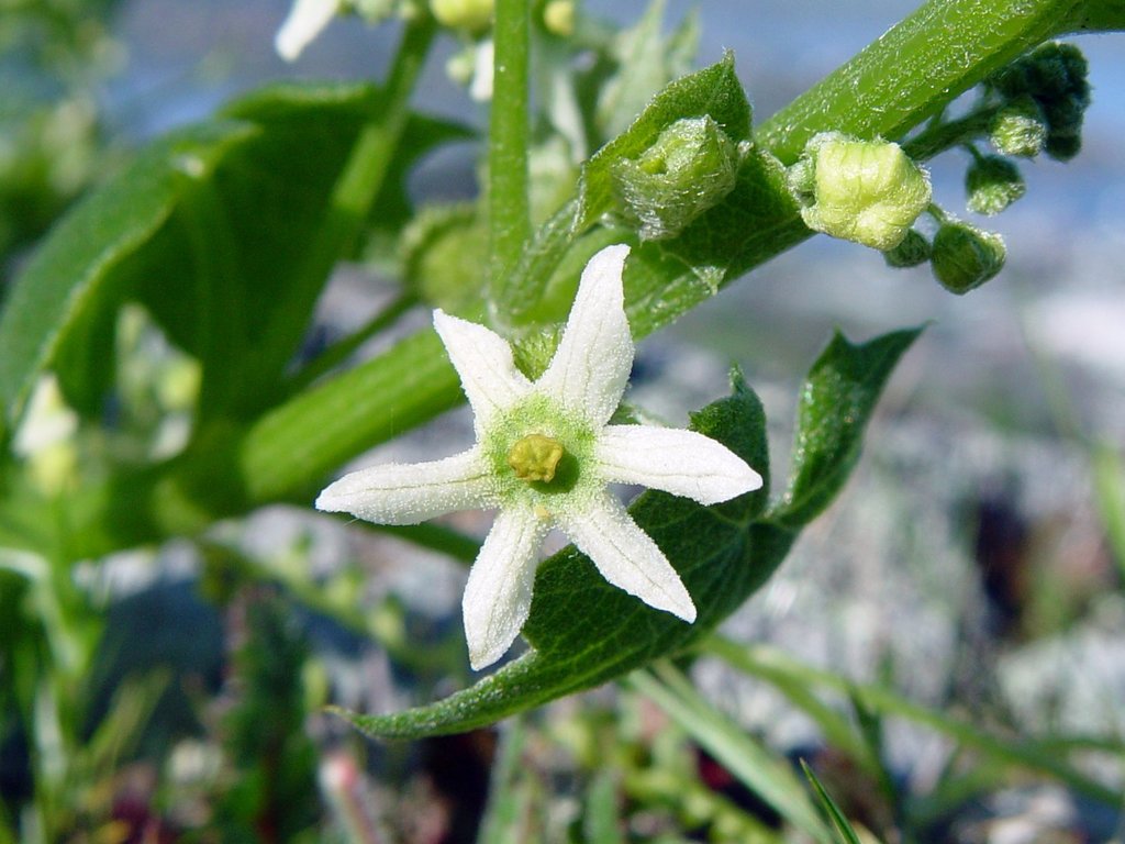 Marah sp. (Man-root), non-native California perennial