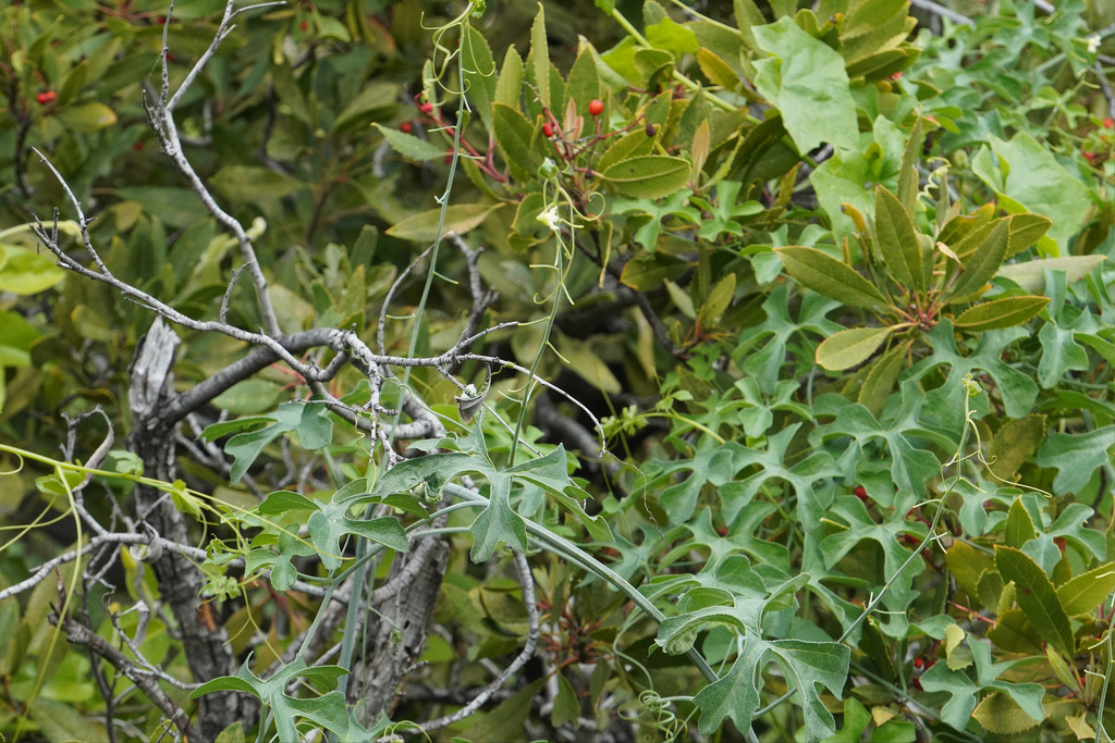 Marah watsonii (Taw man-root), native California vine